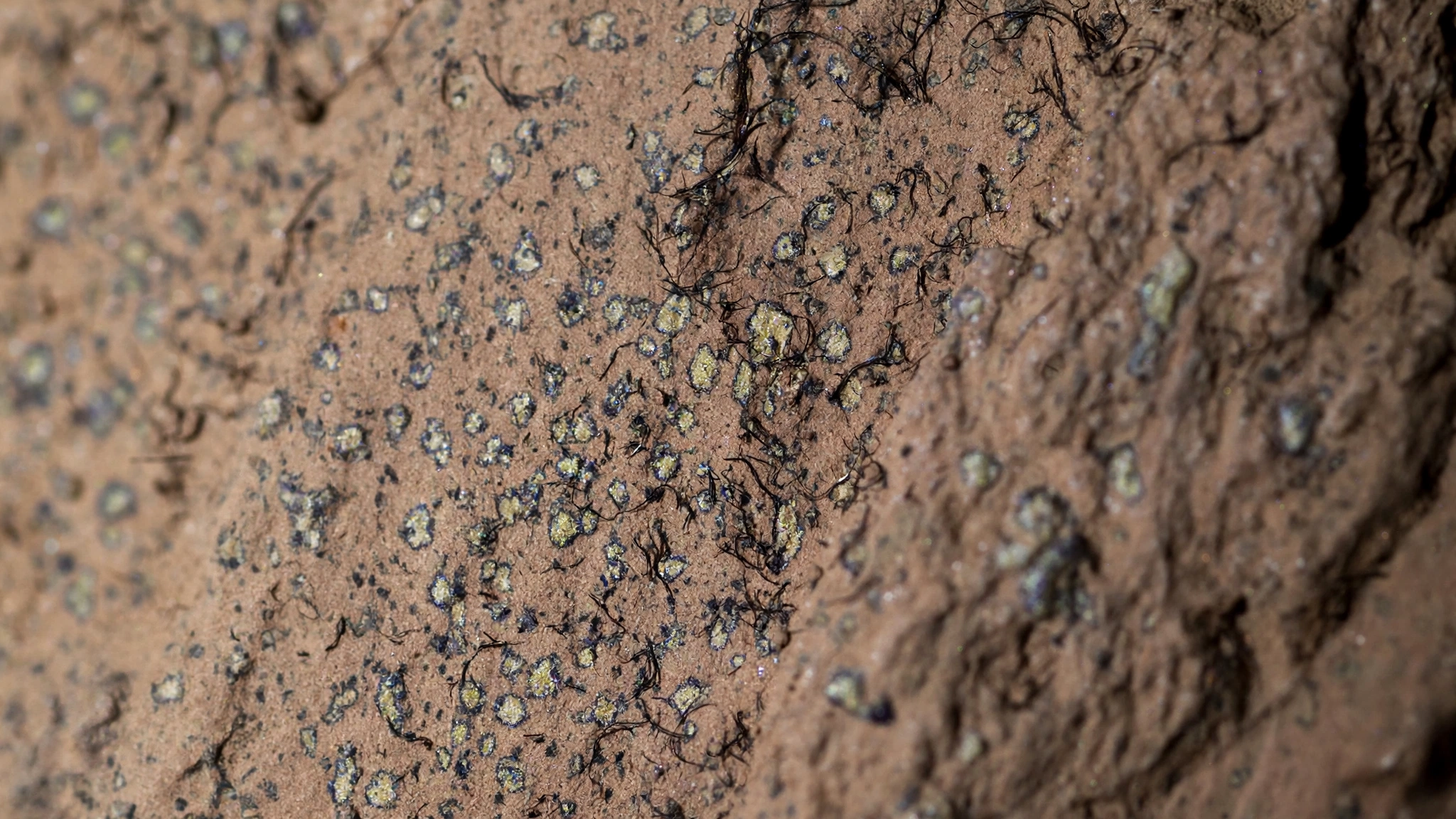 Leopard Spots on Mars: Perseverance's Hunt for a Biosignature in Cheyava Falls — Visualization: nodesdaily AI